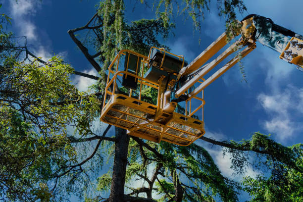 How Our Tree Care Process Works  in  Oak Grove, SC