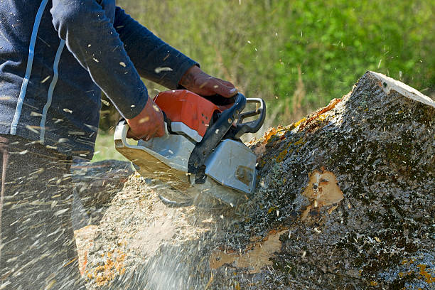 Trusted Oak Grove, SC  Tree Services Experts